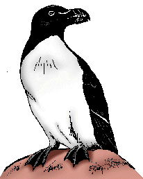 Illustration of auk