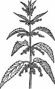 Illustration of nettle