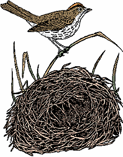 Illustration of ovenbird