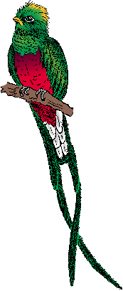 Illustration of quetzal