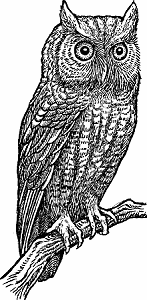 Illustration of screech owl