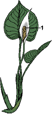 Illustration of spadix