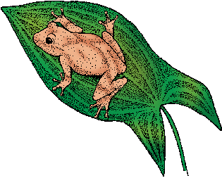 Illustration of spring peeper