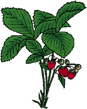 Illustration of strawberry